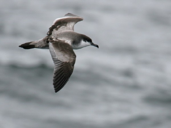 Buller's Shearwater